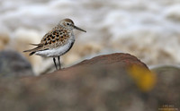 Dunlin