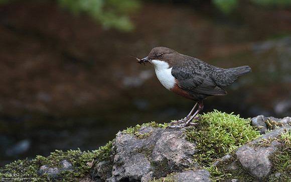 Dipper