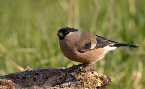 Bullfinch female