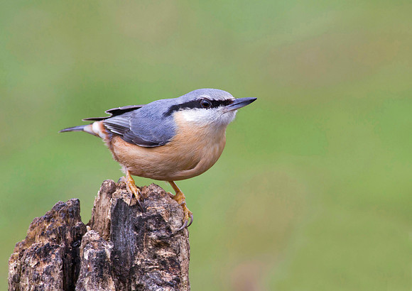 Nuthatch
