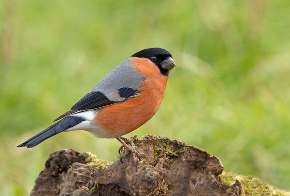 Bullfinch male
