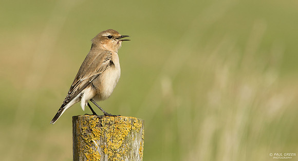 Wheatear