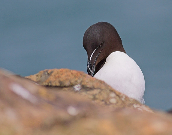 Razorbill