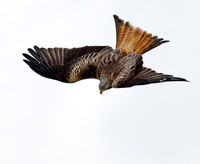 Red Kite