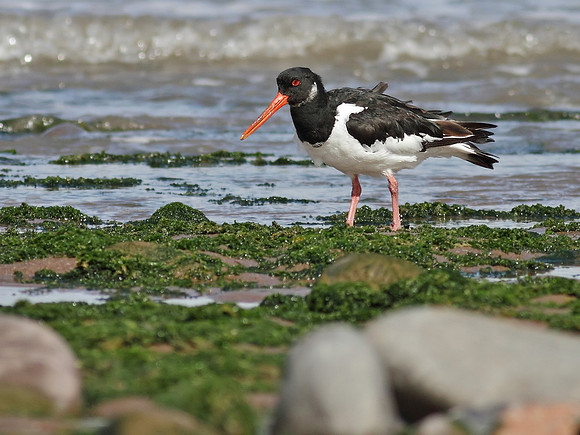 Oystercatcher
