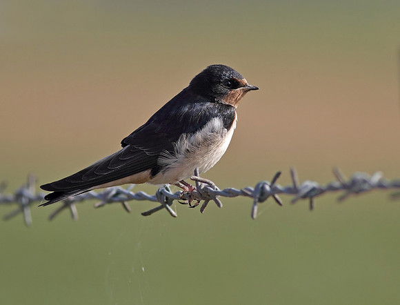 Swallow juvenile