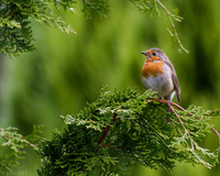 Robin