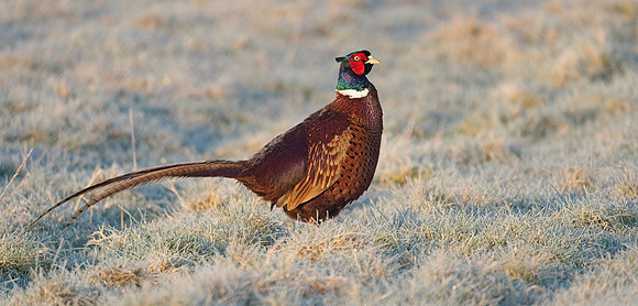 Pheasant frosty morning