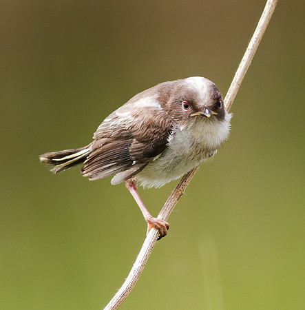 Long Tailed Tit Juvenile
