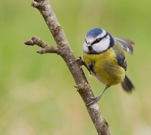 Blue Tit