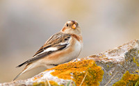 Snow Bunting