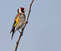 Goldfinch