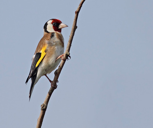 Goldfinch