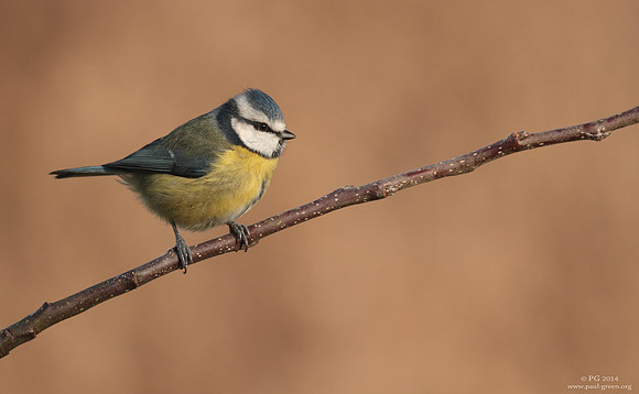 Blue tit