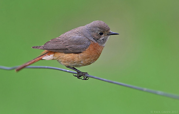Female Redstart