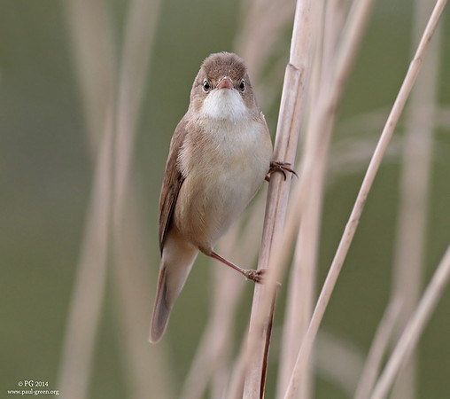 Reed warbler