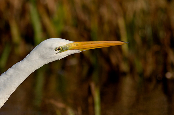 Great White Egret