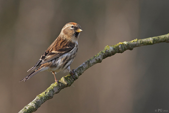 Redpoll