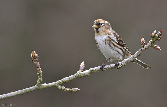 Redpoll