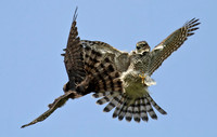 Sparrowhawk