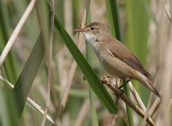 Reed warbler