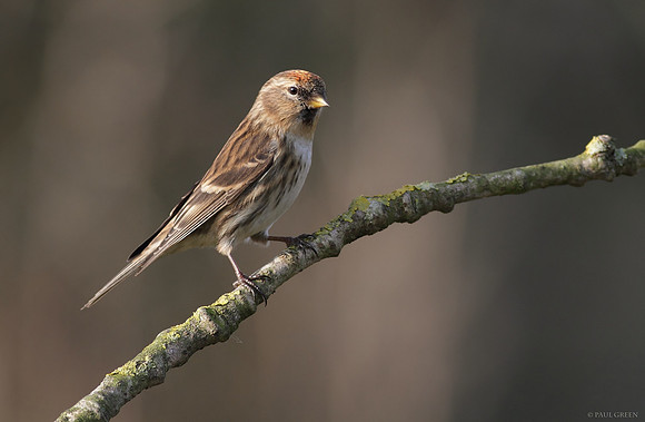 Redpoll