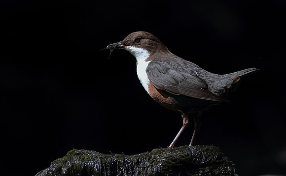 Dipper