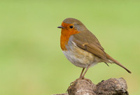 Robin