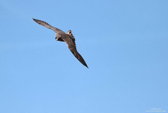 Peregrine juvenile
