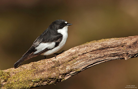 Pied flycatcher