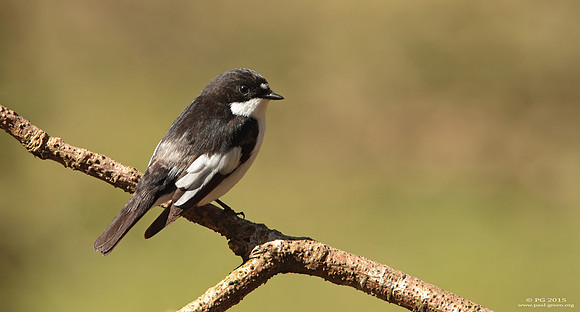 Pied flycatcher