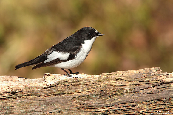 Pied flycatcher