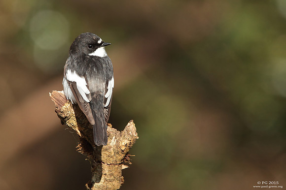 Pied flycatcher