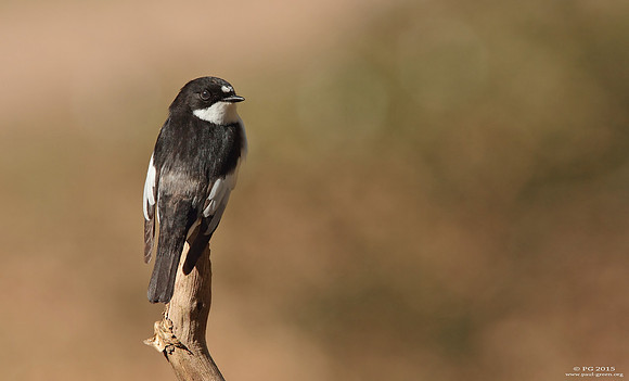 Pied flycatcher