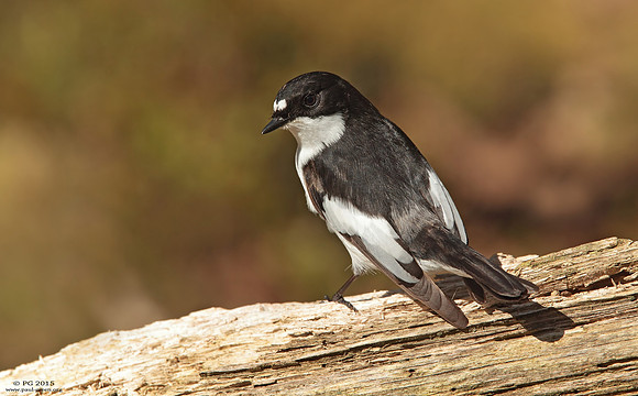 Pied flycatcher