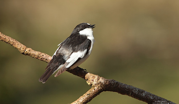 Pied flycatcher