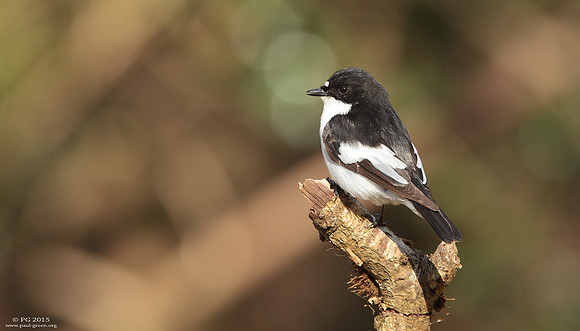 Pied flycatcher