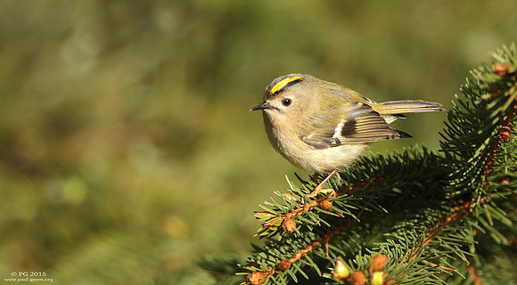 Goldcrest