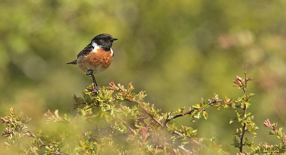 Stonechat male