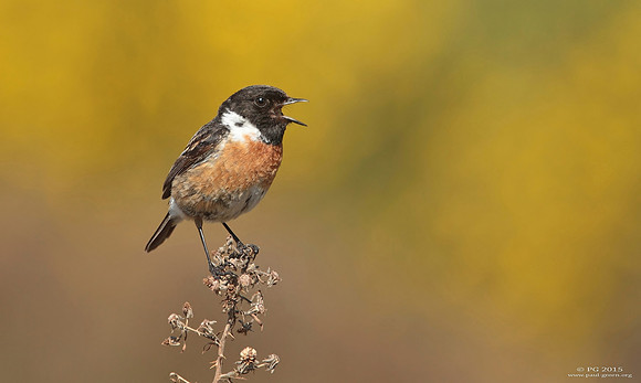 Stonechat male