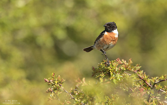 Stonechat male