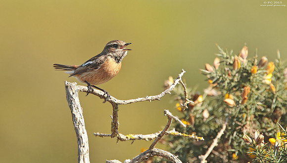 Stonechat female