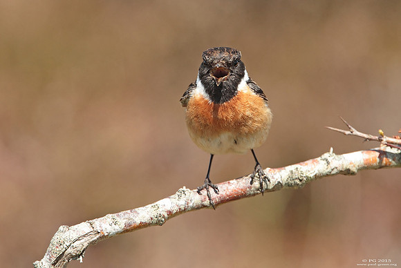 Stonechat male