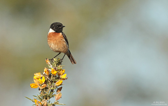 Stonechat male