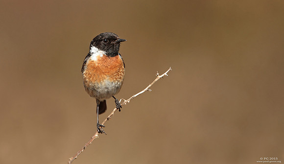 Stonechat male