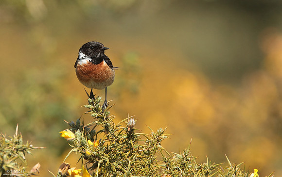 Stonechat male