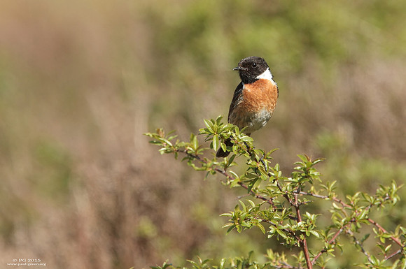 Stonechat male