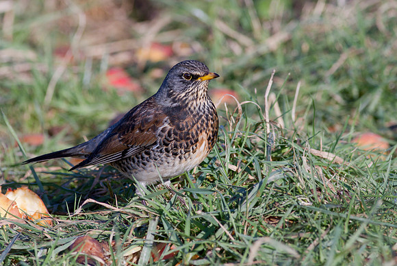 Fieldfare