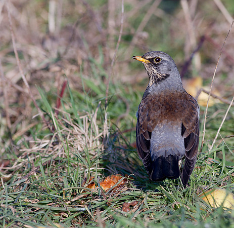 Fieldfare