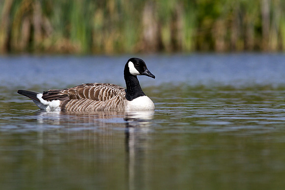 Canada Goose